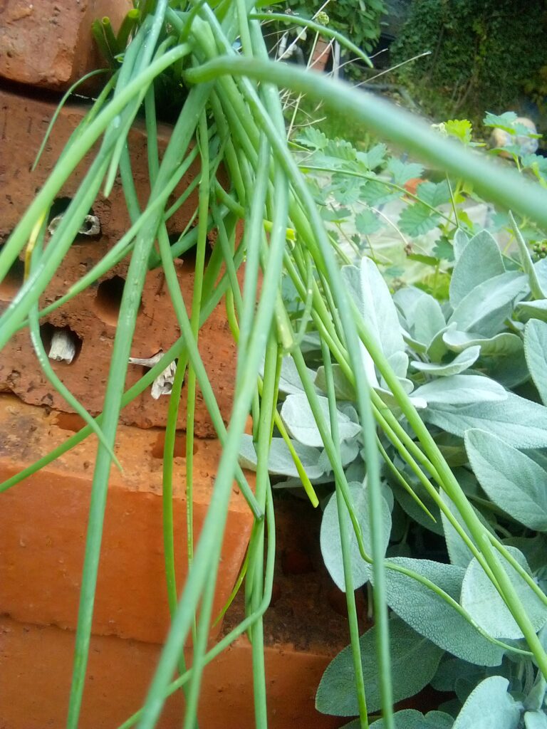 Hand cutting chives near the base using garden shears