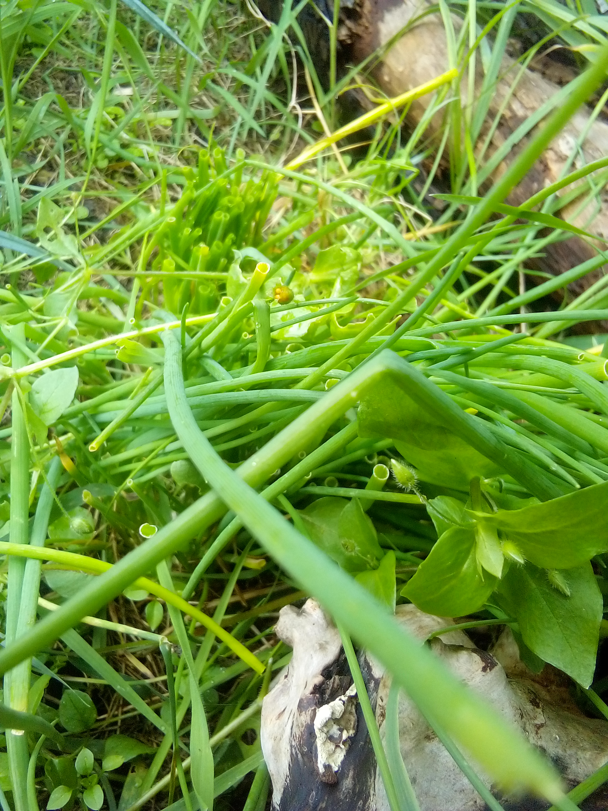 Bundles of chives tied and hanging to dry for winter storage