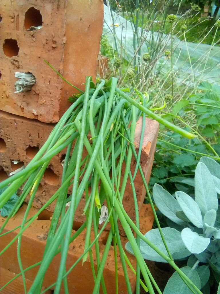 Close-up of chive leaves with morning dew before harvest