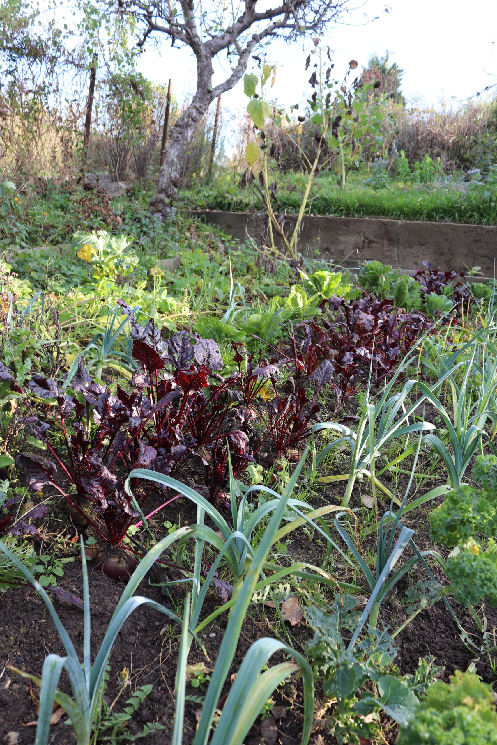 How to Companion Gardening – Growing Together, Not Alone (Mindful Gardening Guide)