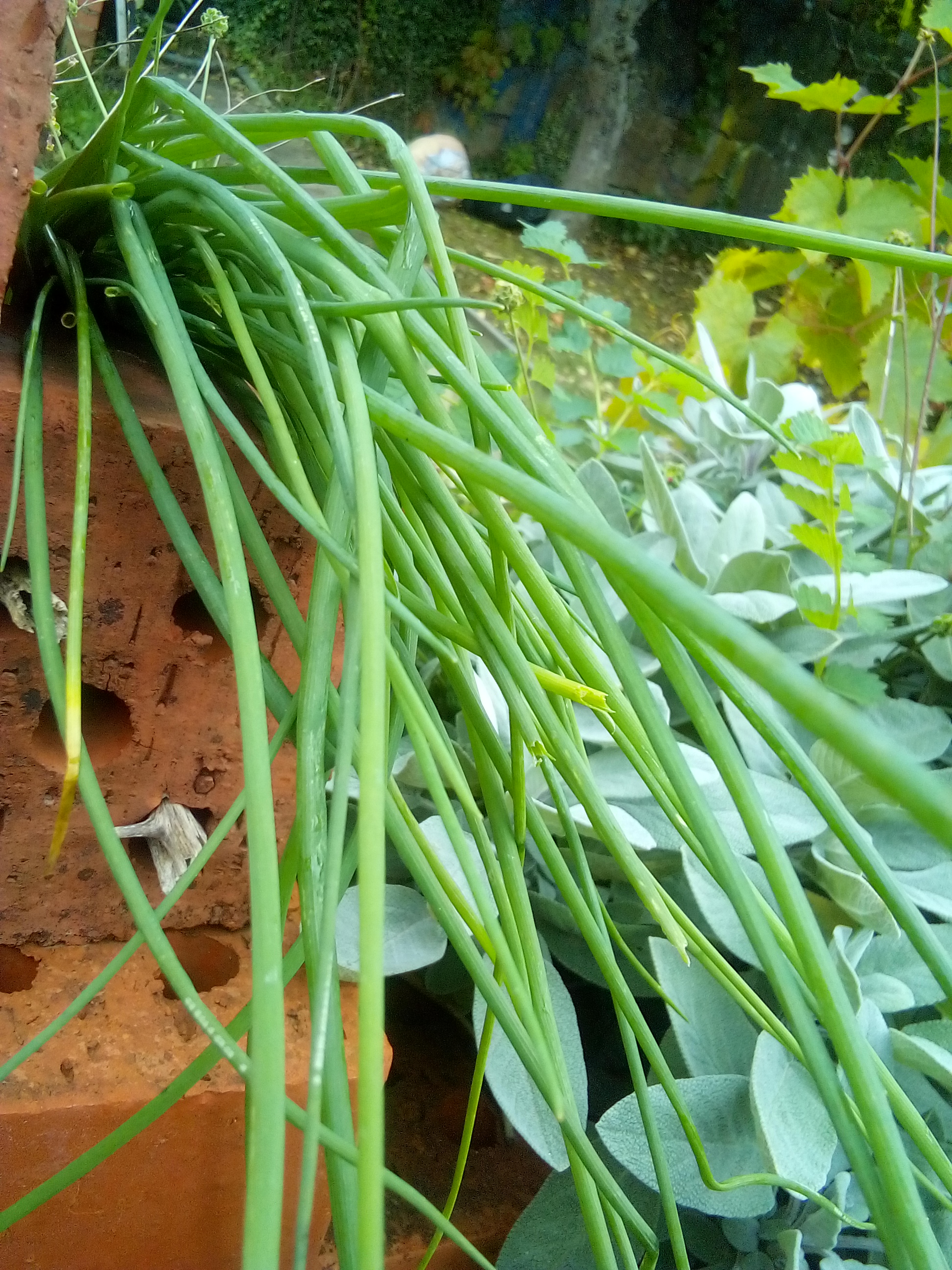 Edible chive flowers used as garnish in a fresh garden salad