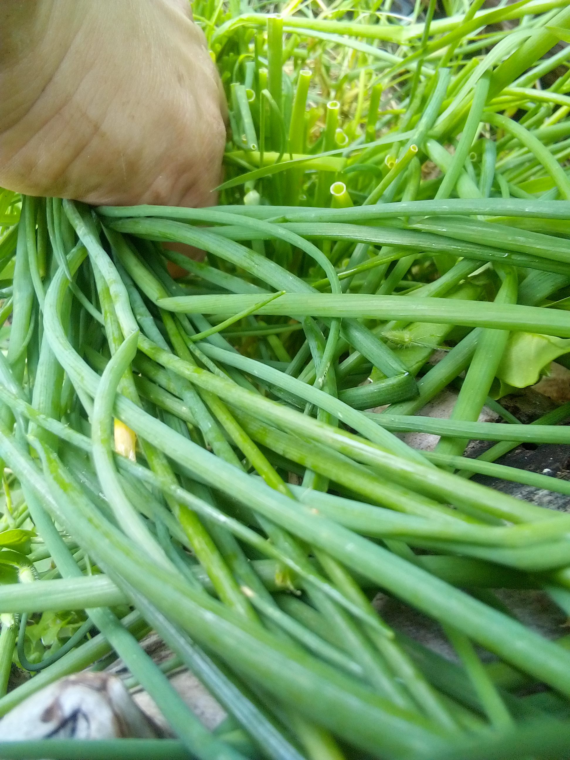 Potted chives growing on a sunny balcony garden