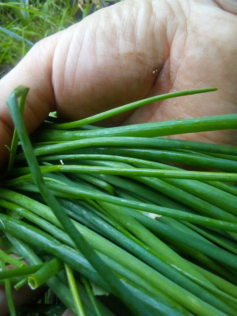 How to harvest chives correctly without harming the plant