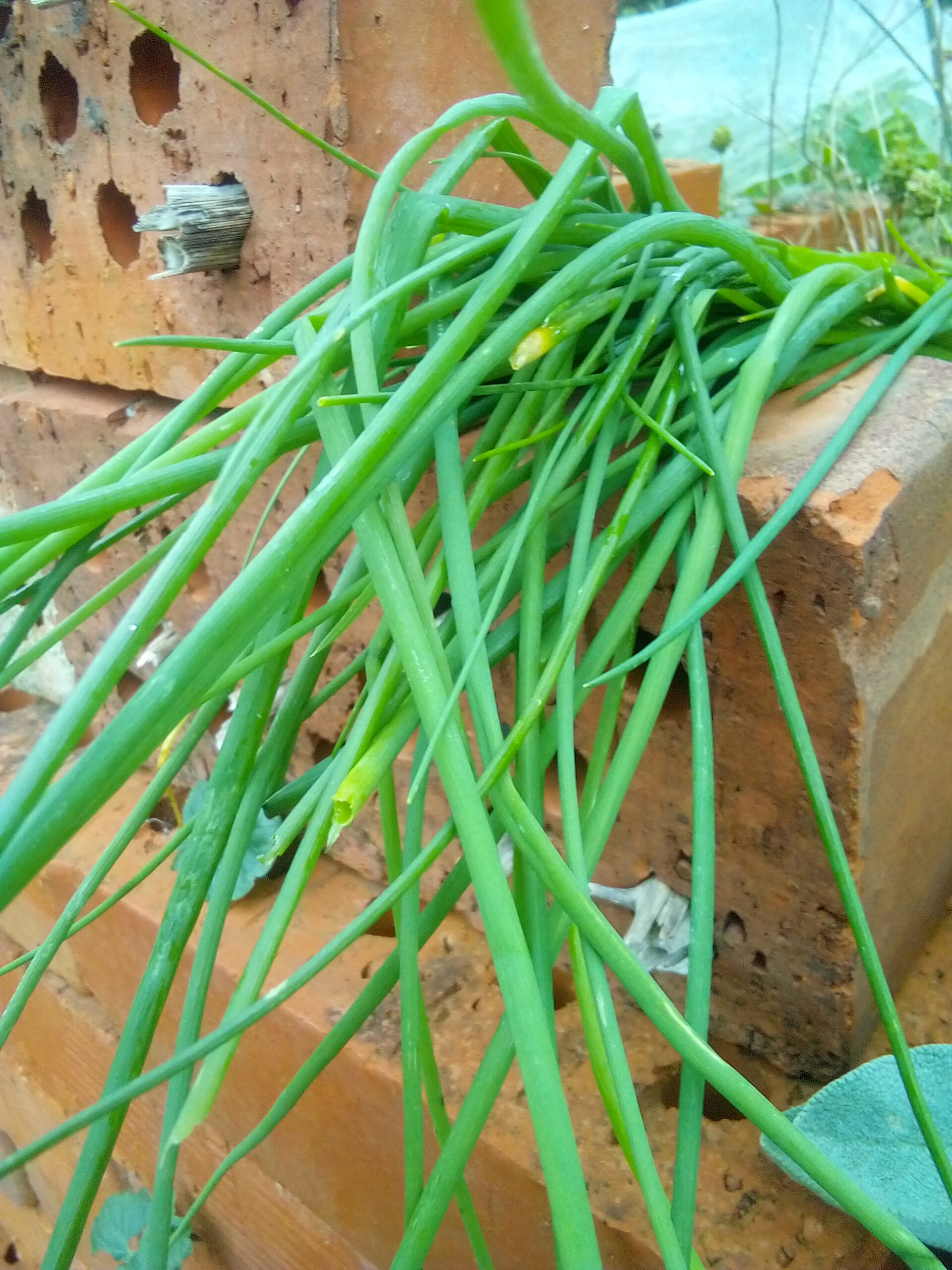 The Green Fire: A Story of the Chive Harvest 