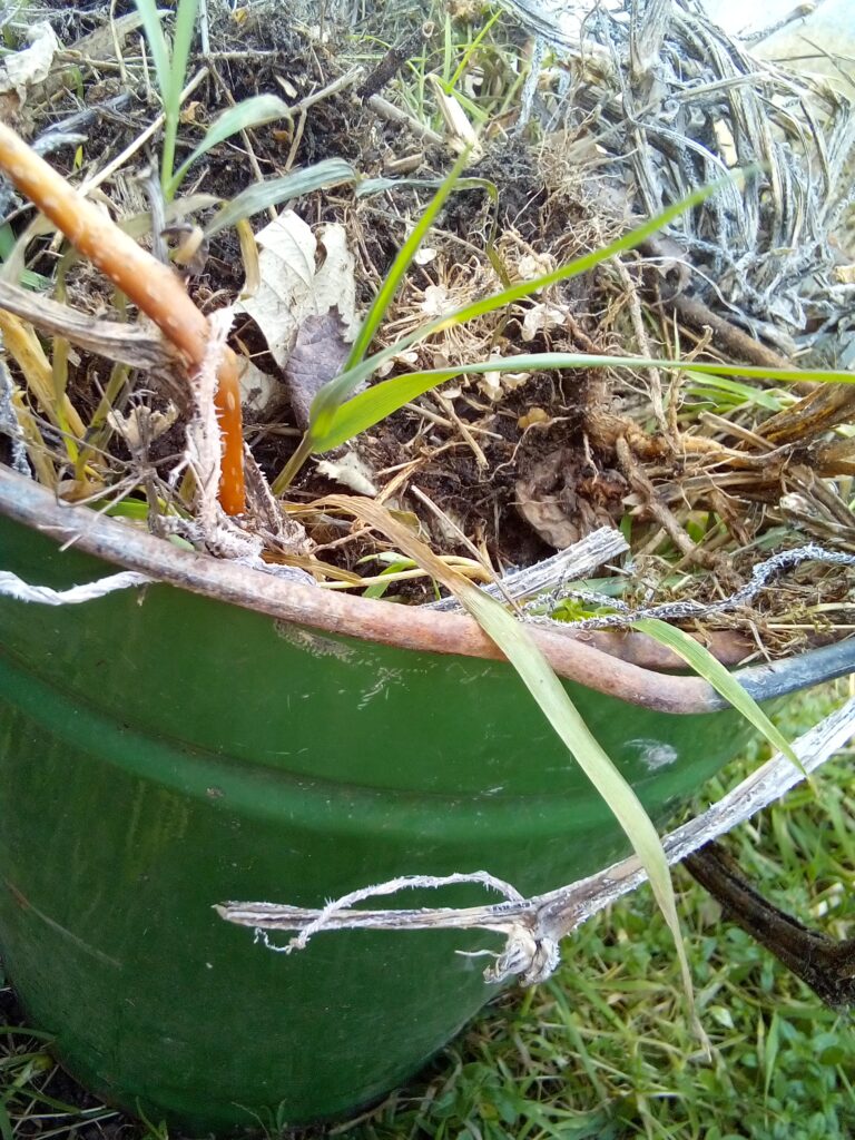 Bowl of vegetable scraps ready for compost as part of a simple guide on how to start composting