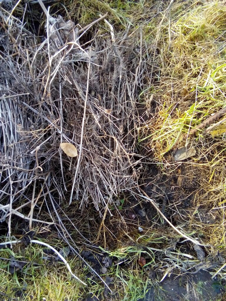 Small backyard compost bin showing an easy way to start composting in an urban garden