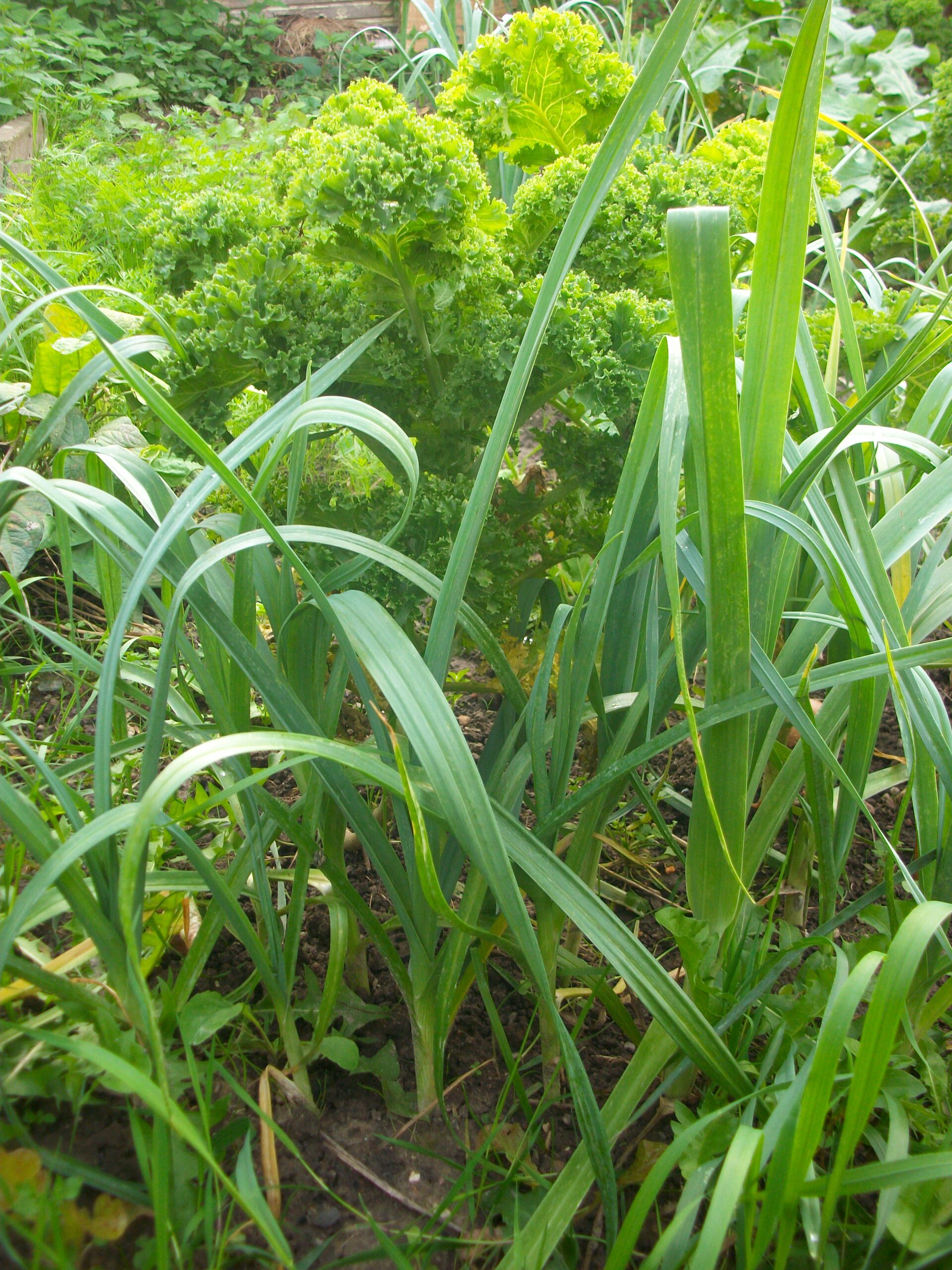 Classic Companion Planting Combos (That Actually Work) 