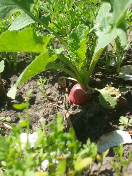 mixed planting in a vegetable garden showing different growth stages