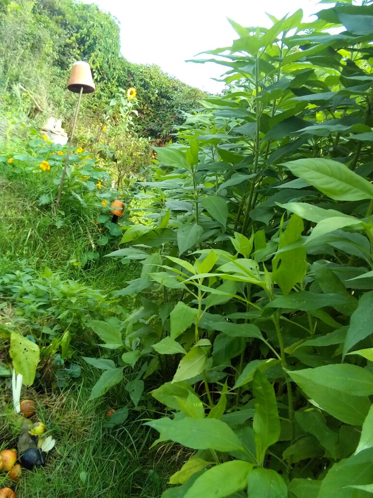 If you’ve ever wondered how to start a compost pile at home, it’s easier than you think—just layer, water, and let nature do the work.