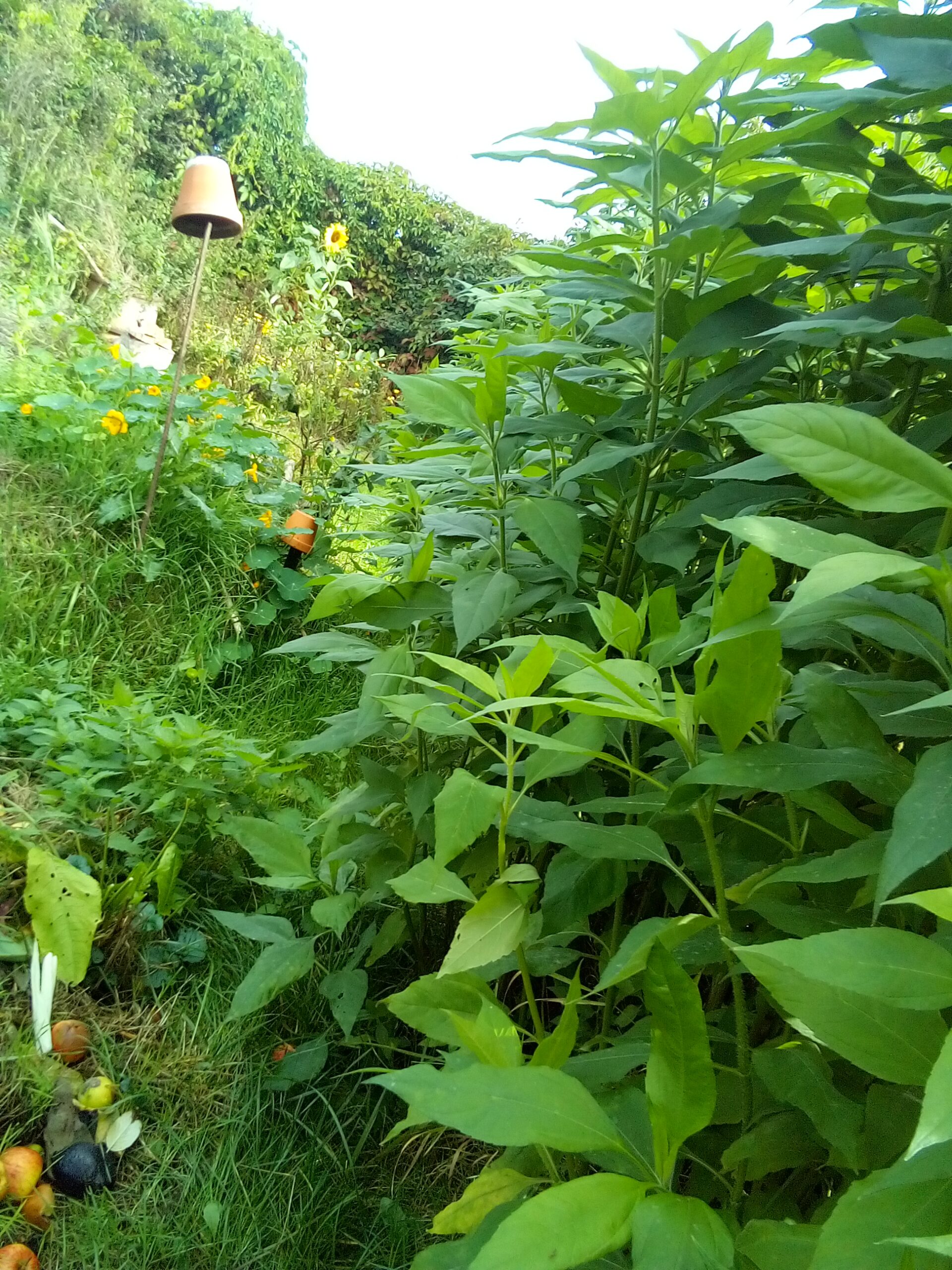 If you’ve ever wondered how to start a compost pile at home, it’s easier than you think—just layer, water, and let nature do the work.