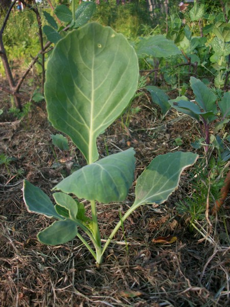 quiet garden corner in winter used for reflection and planning