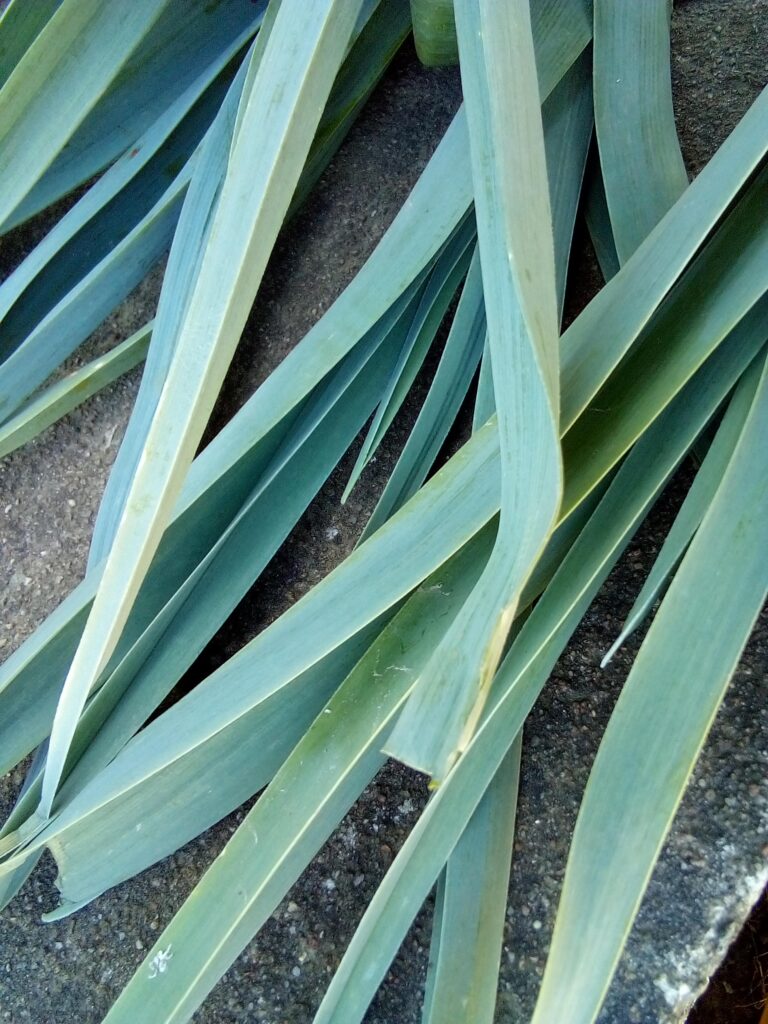 Freshly harvested leeks lying in a basket surrounded by damp soil, showcasing the beauty of a successful leek harvest.