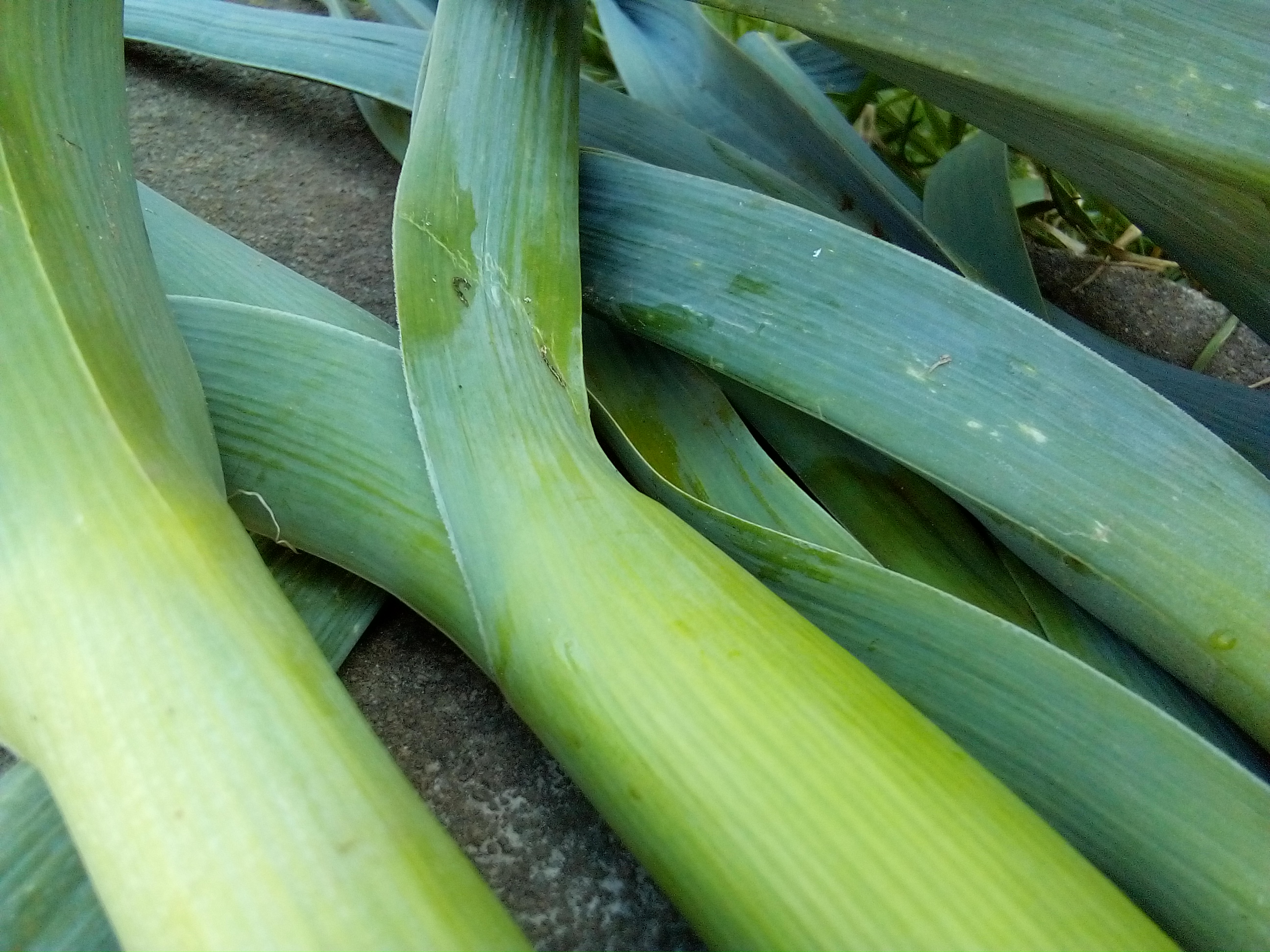 Hands slicing through leek stalks on a rustic wooden board, ready to be used in leek soup recipes.