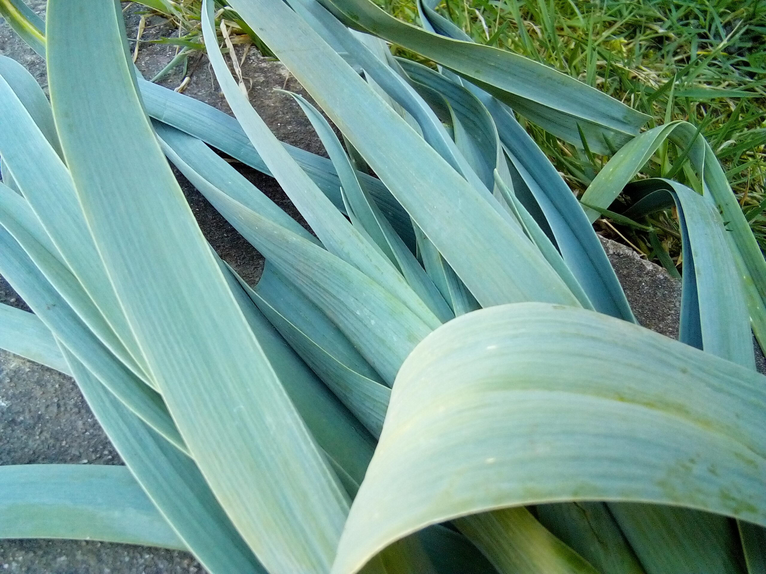Leeks growing alongside carrots and celery, showcasing effective companion planting for a thriving garden.