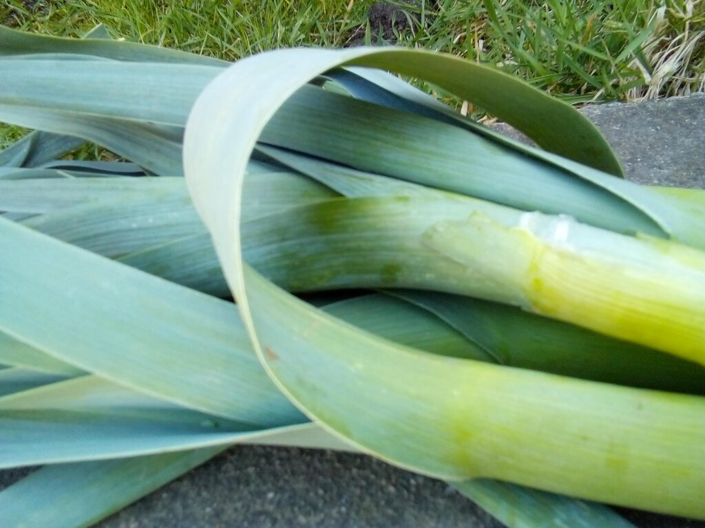 A pot of creamy leek soup simmering gently, steam curling into the air, filling the kitchen with warmth.