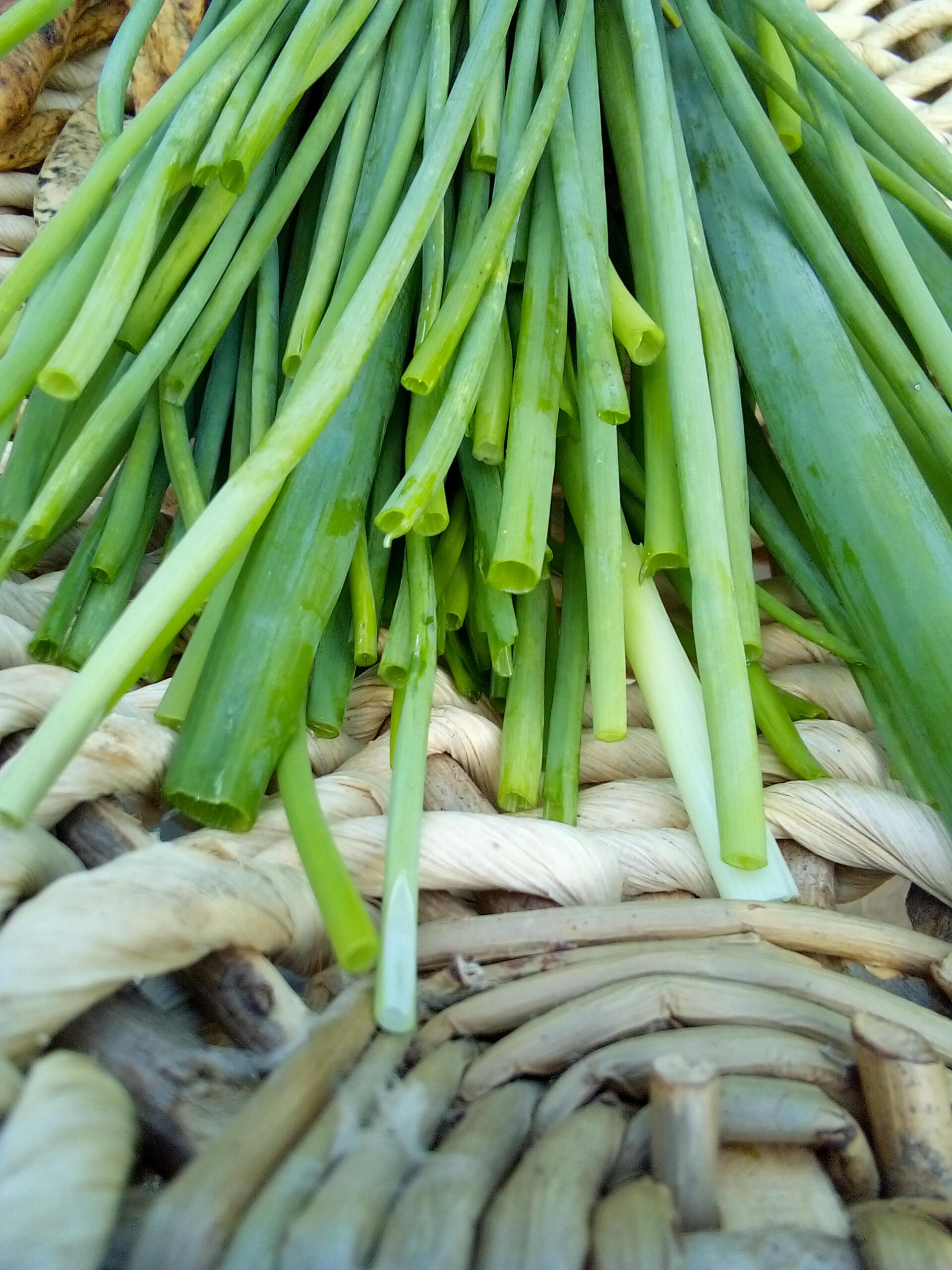 The Wisdom of the Onion – A Mindful Guide to Your Onion Harvest