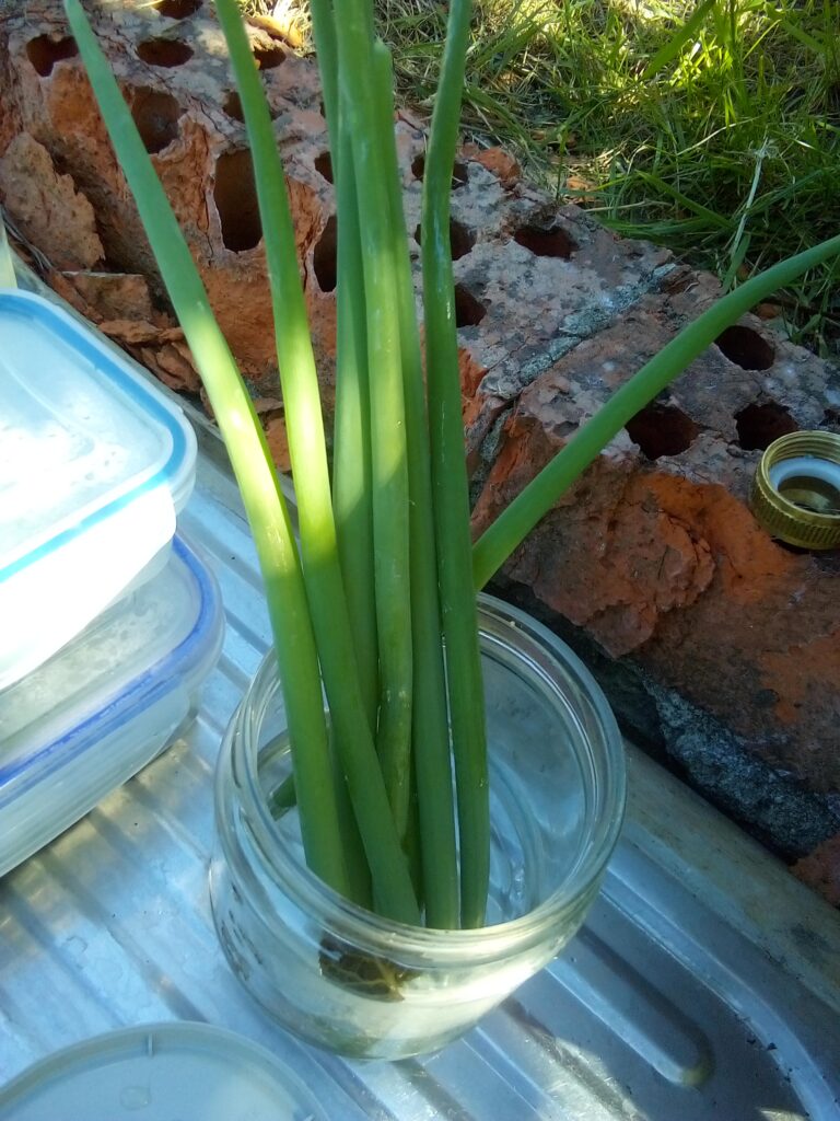 A bunch of freshly harvested winter onions with long green stalks and white bulbs, laid out on dark soil. Their roots still carry traces of earth, symbolizing resilience and year-round growth.