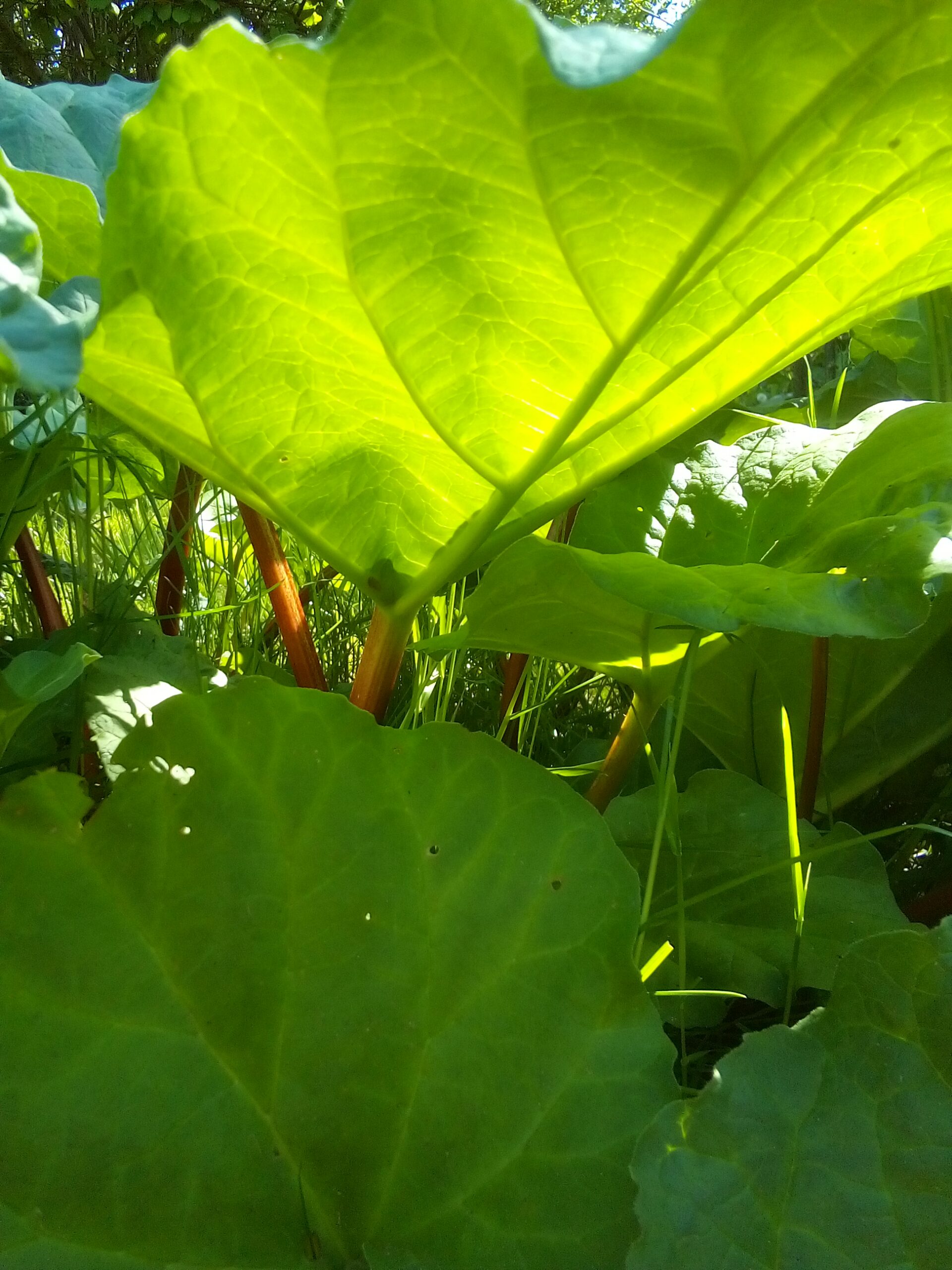 Hands sowing seeds in early spring soil during a garden ritual.