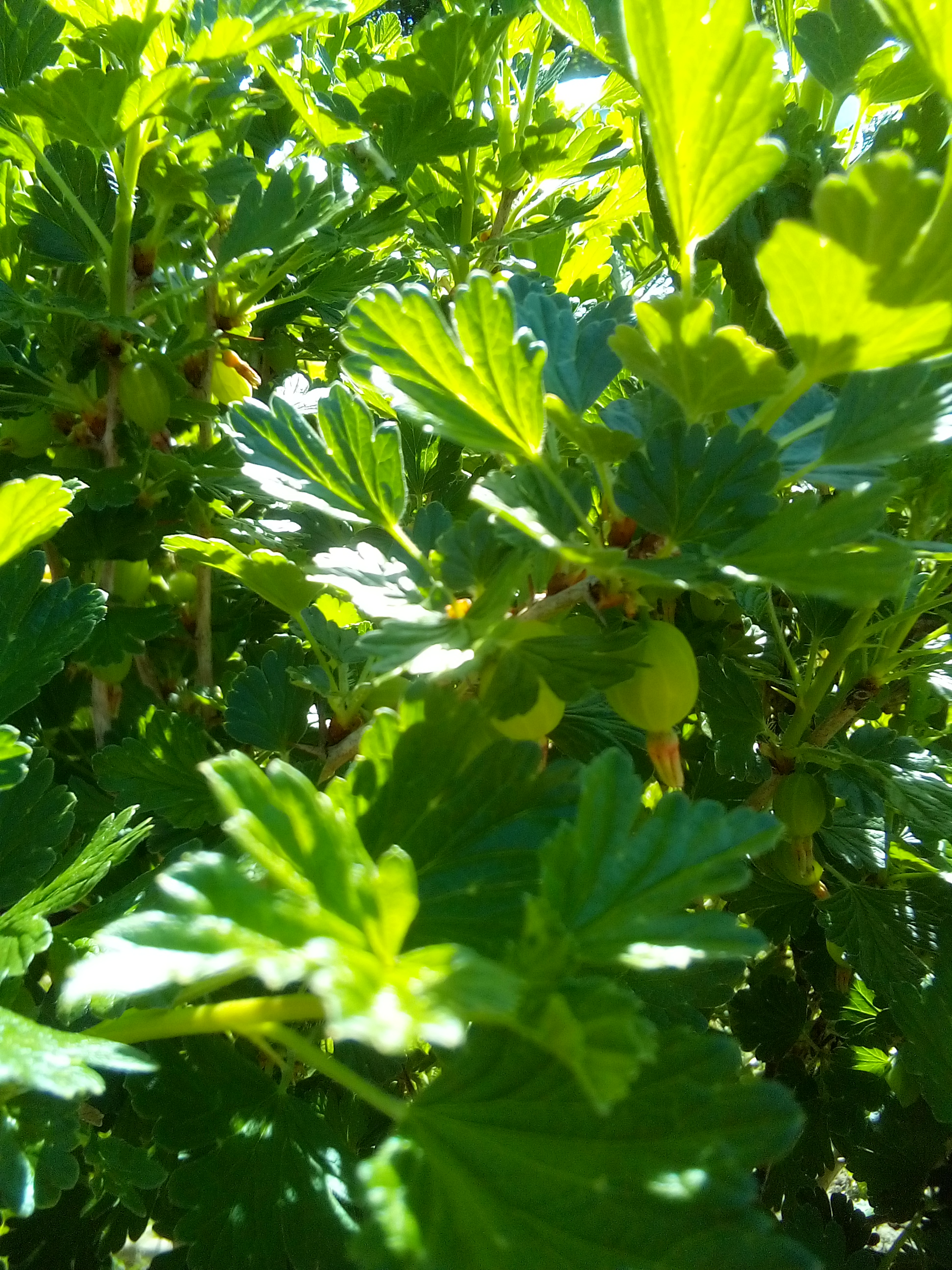 Hands thinning young seedlings to support healthy garden growth.