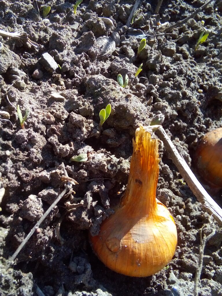 Several onion sets partially buried in dark, moist soil, ready to begin their growth. The image captures the early stage of the onion harvest cycle, with soft natural light and earthy texture.