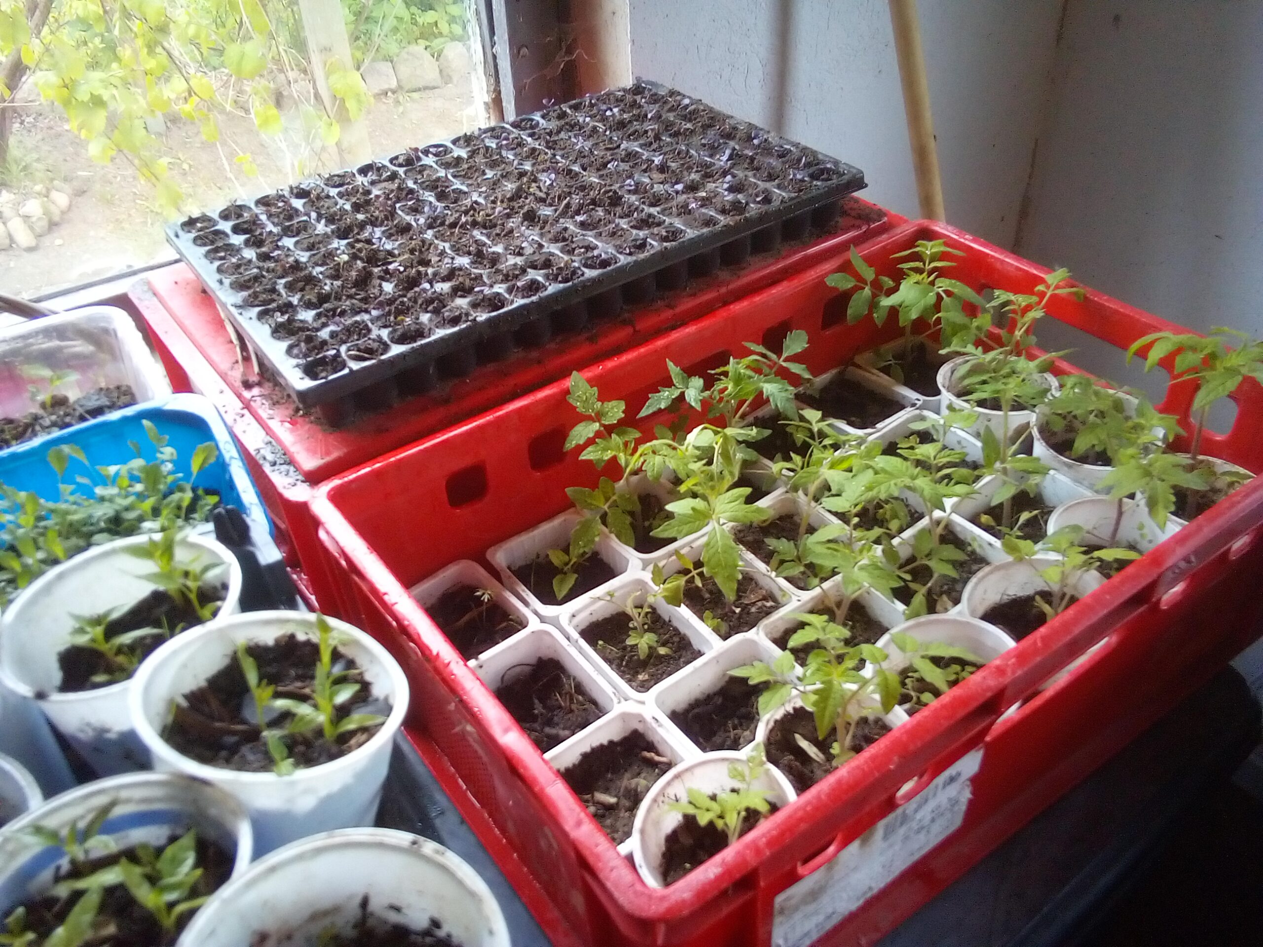 Homesteading Begins with Seeds: Why I Start My Tomatoes and Kale from Scratch