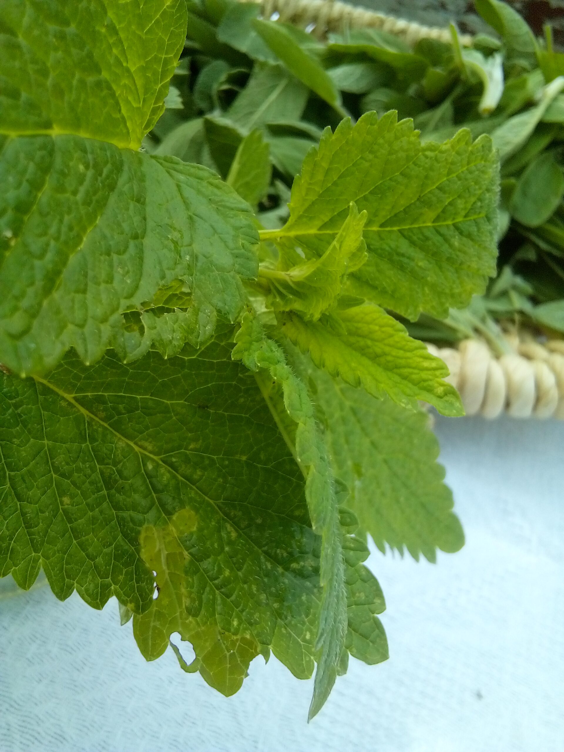 harvest lemon balm for detox tea