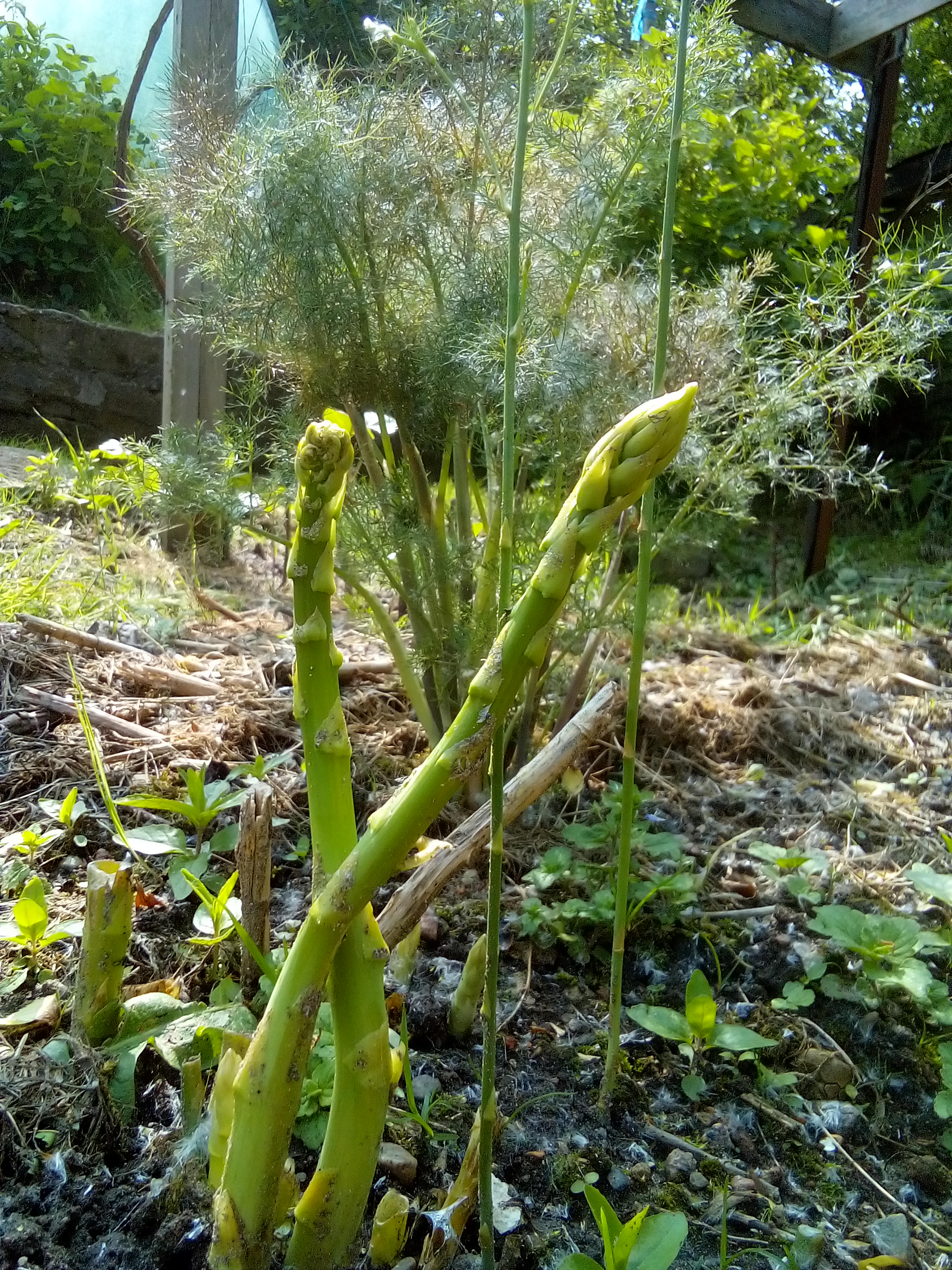 Fresh green asparagus spears just harvested from the garden – known for their prebiotic and digestive properties