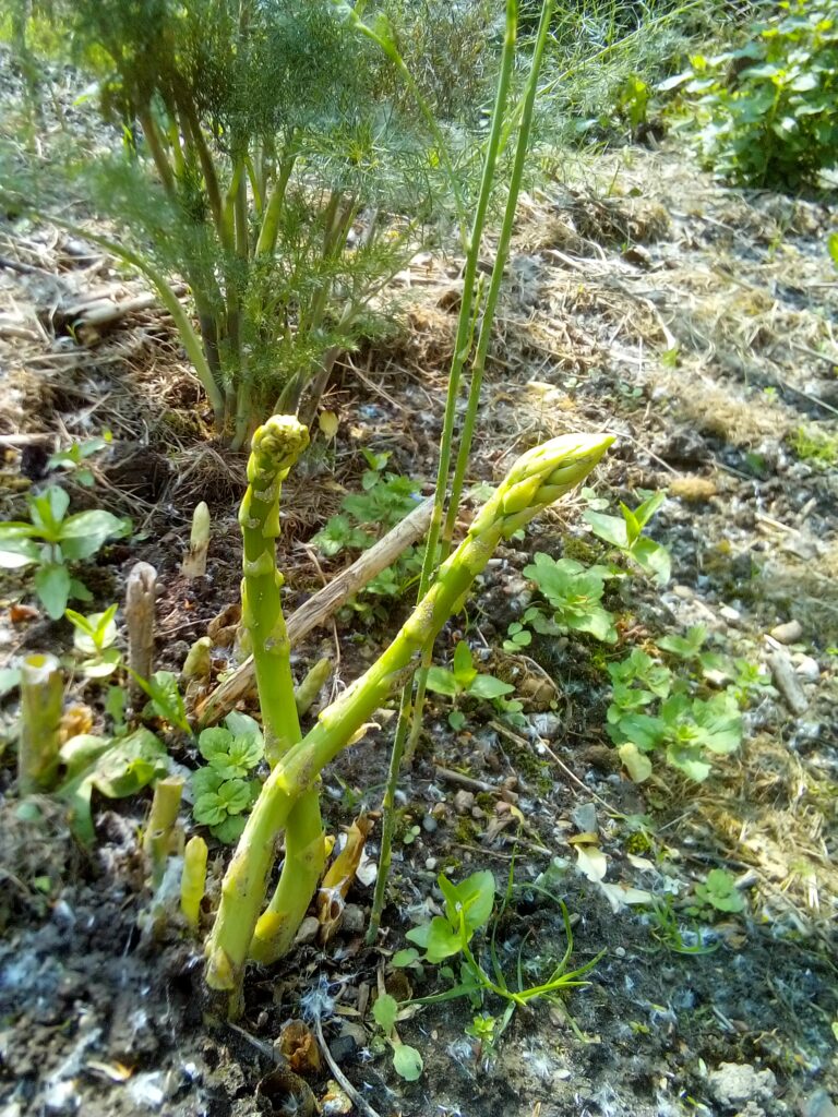 Simple plant-based spring salad with raw green asparagus – designed to support digestion and nourish the gut