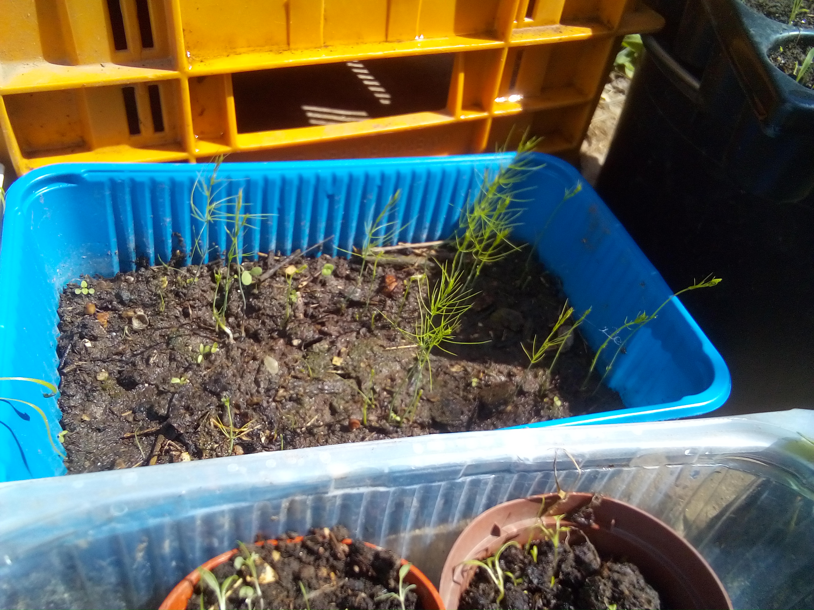 Young asparagus seedlings growing in seed trays – homegrown from seed on a homestead
