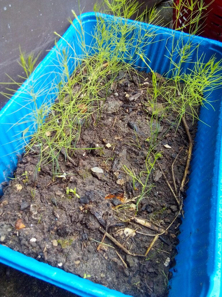 Young asparagus seedlings growing in trays on a homestead garden bench – early stage of green asparagus cultivation