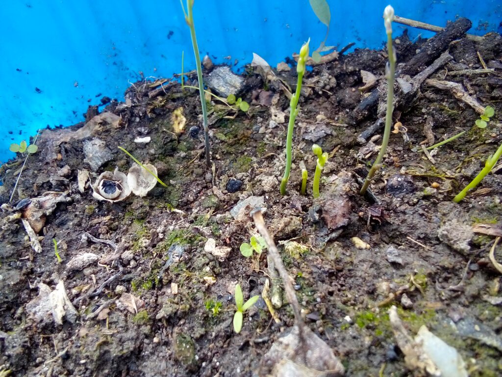 Cute baby asparagus seedlings just sprouting from seed in a garden tray – tiny, delicate, and full of promise