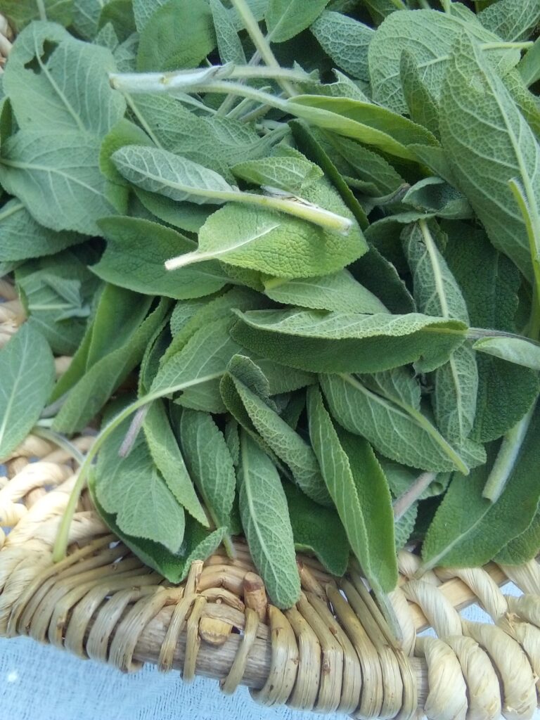 Garden herbs and ancestral wisdom for natural healing and rituals