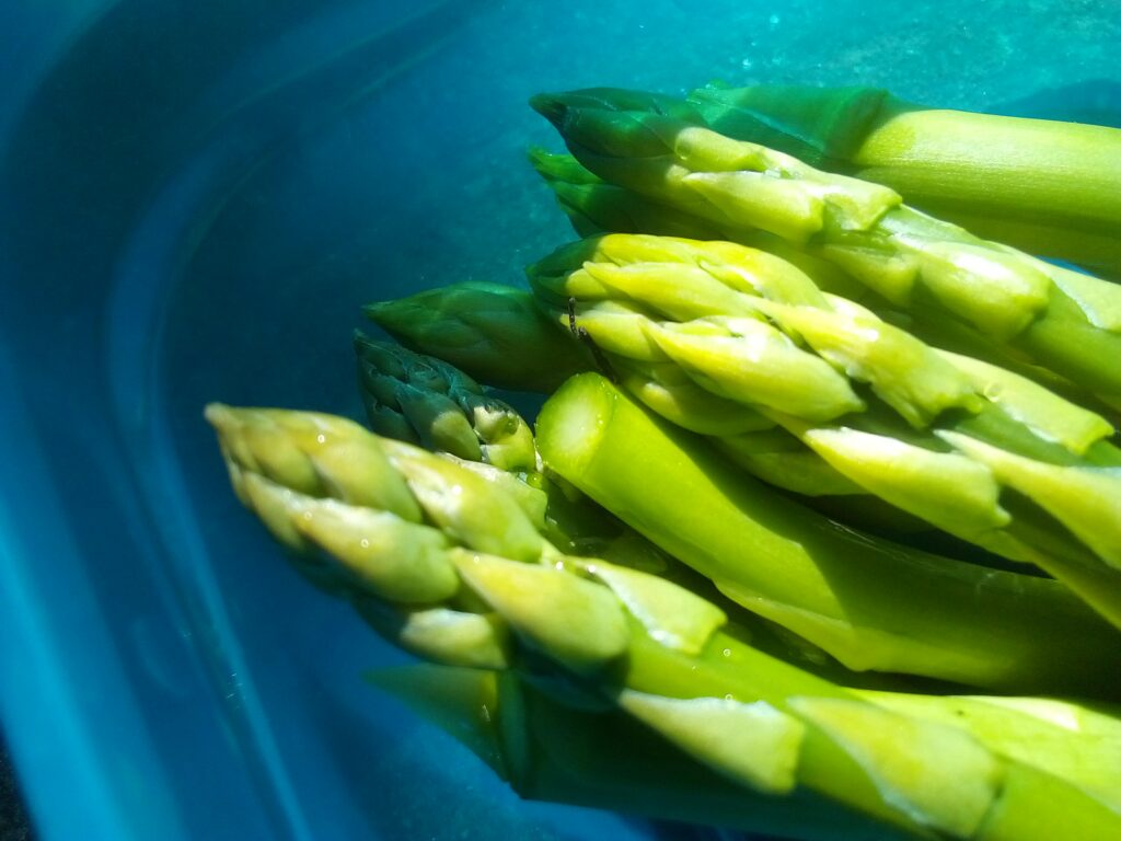 Green asparagus growing in raised garden bed, known for natural prebiotic benefits and gut health support.