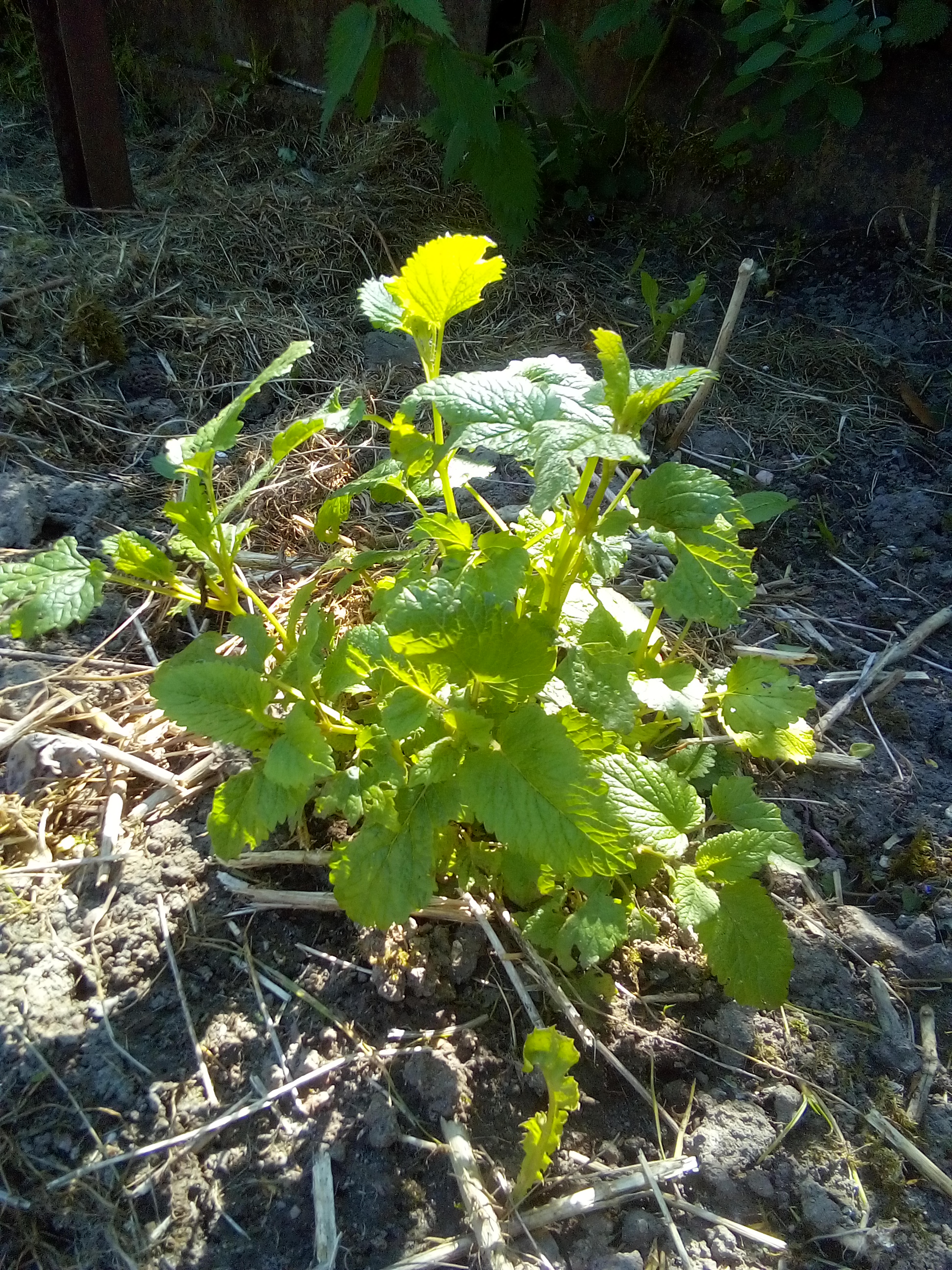 Lemon Balm Growing in a Herb Garden for Detox and healing Herbs from your Garden. Healing Homestead