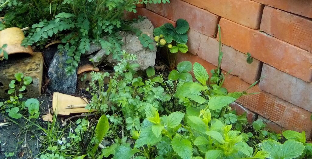 Fresh lemon balm growing in a lush herb garden bed, perfect for calming tea and gentle detox