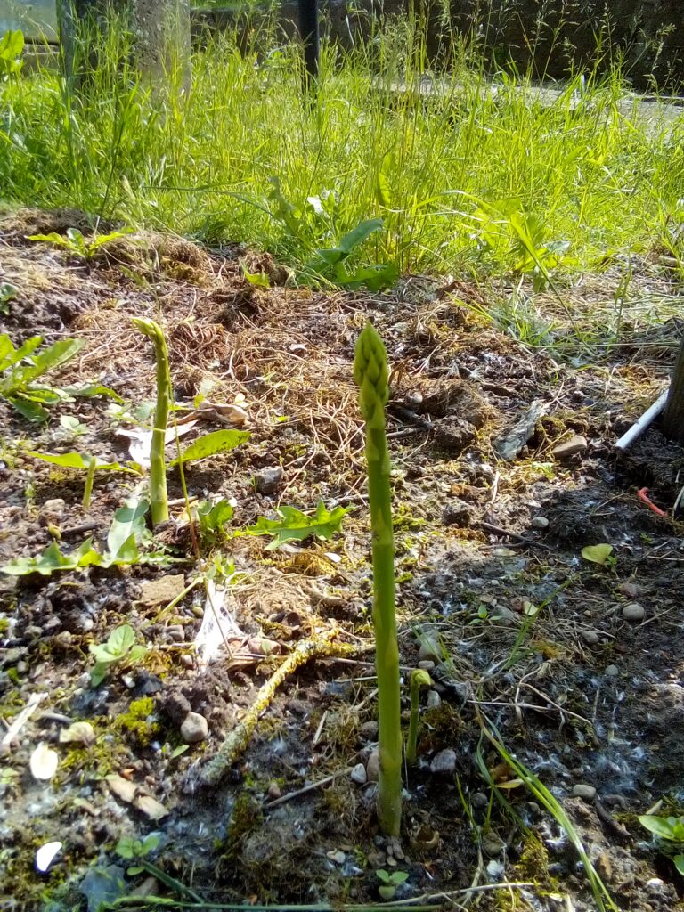 Close-up of asparagus spears as a spring vegetable rich in fiber and prebiotics – perfect for gut health