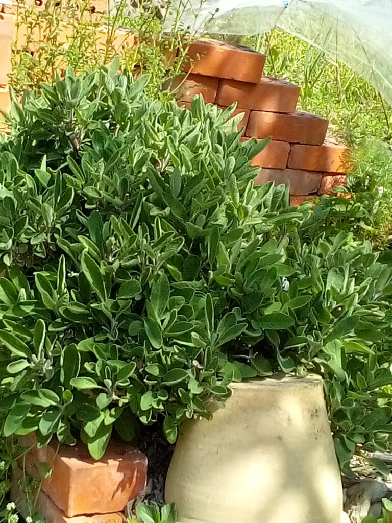 Fresh sage leaves for detox tea and fasting rituals