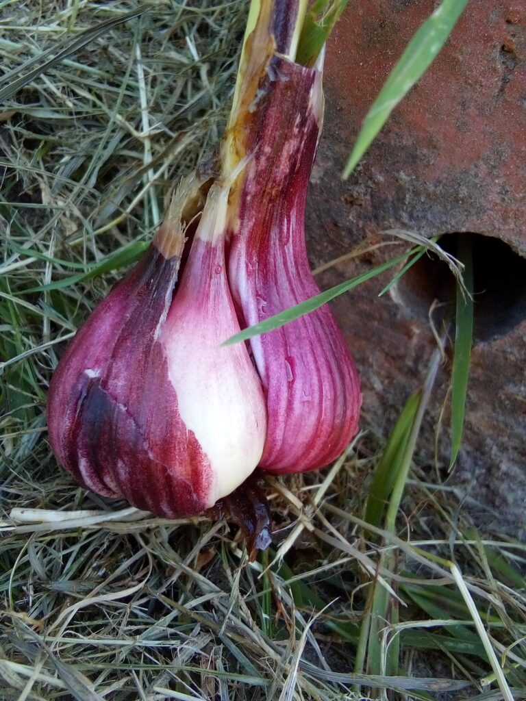 Close-up of a fresh garlic bulb on a rustic wooden surface – perfect for natural food preservation and pesto making.