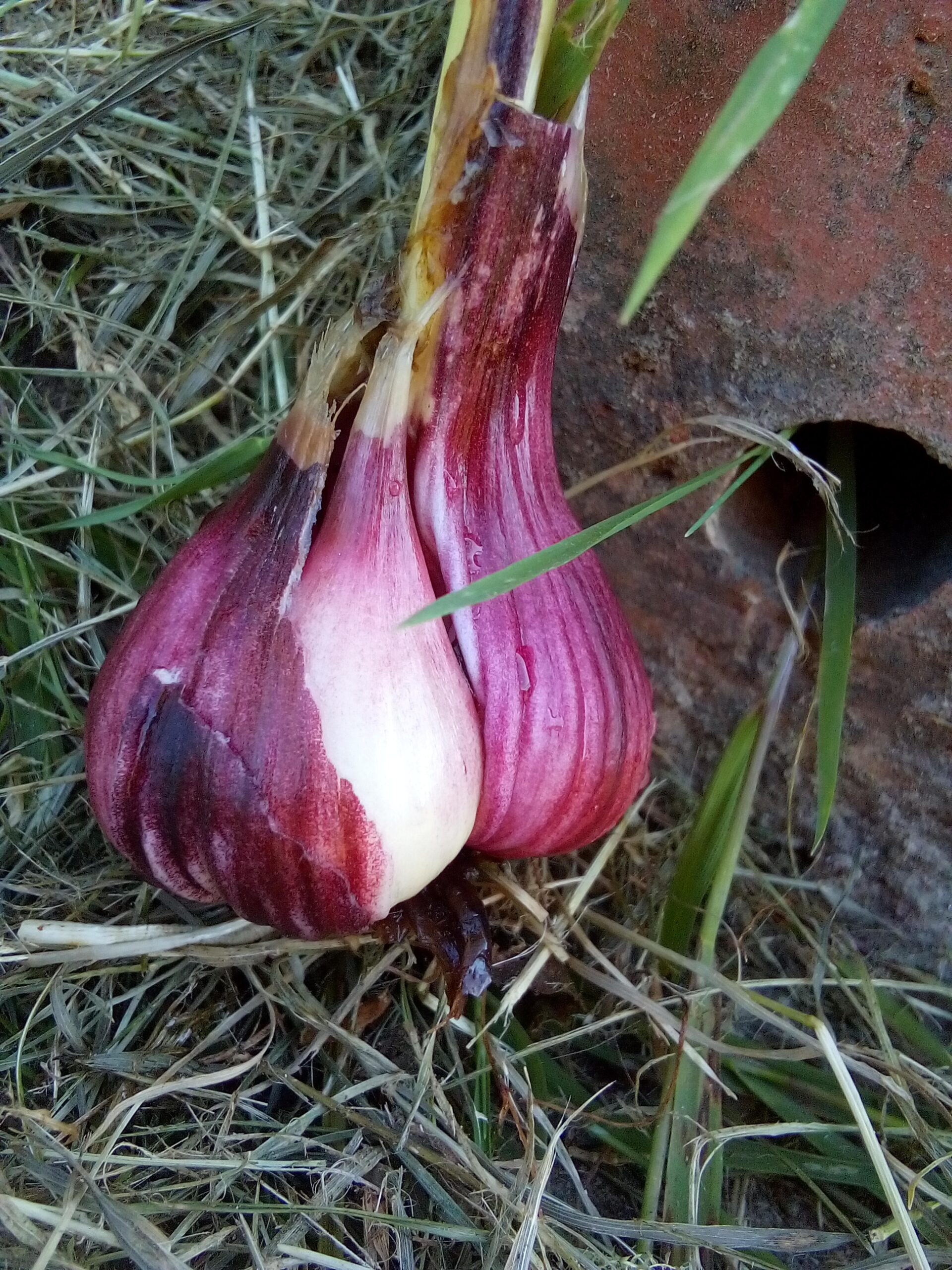 The Whispering Bulb: A Garlic Story