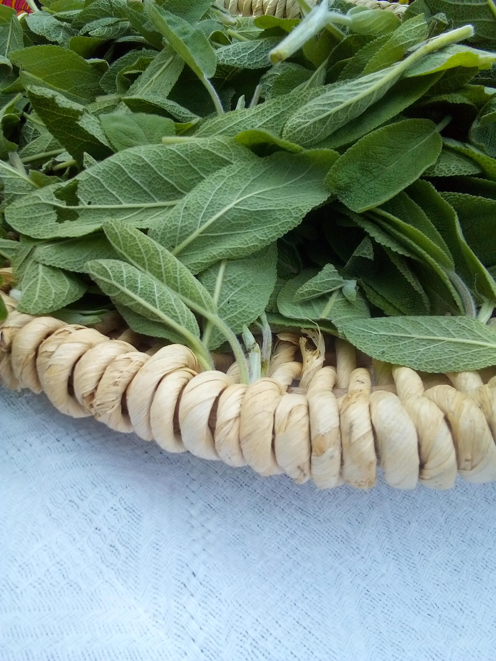 Drying sage leaves at home for tea, cooking, and natural remedies