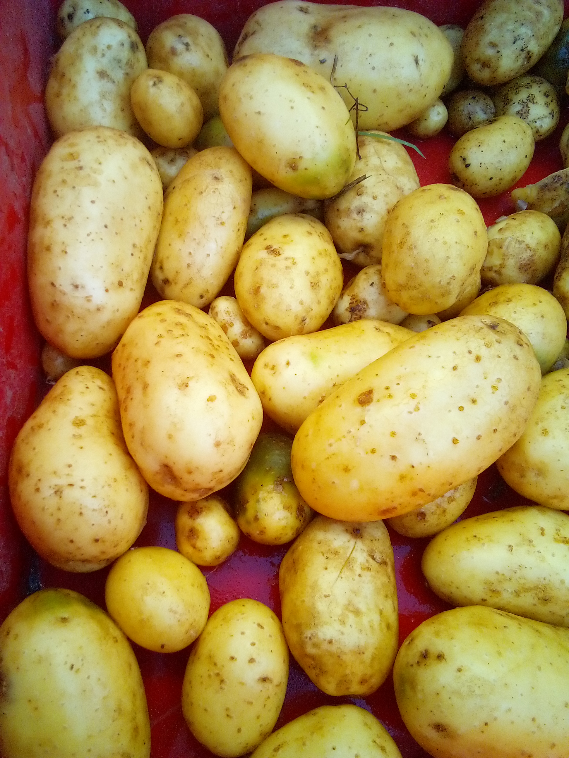Fresh potato harvest straight from the garden – homestead living and garden-to-table cooking.