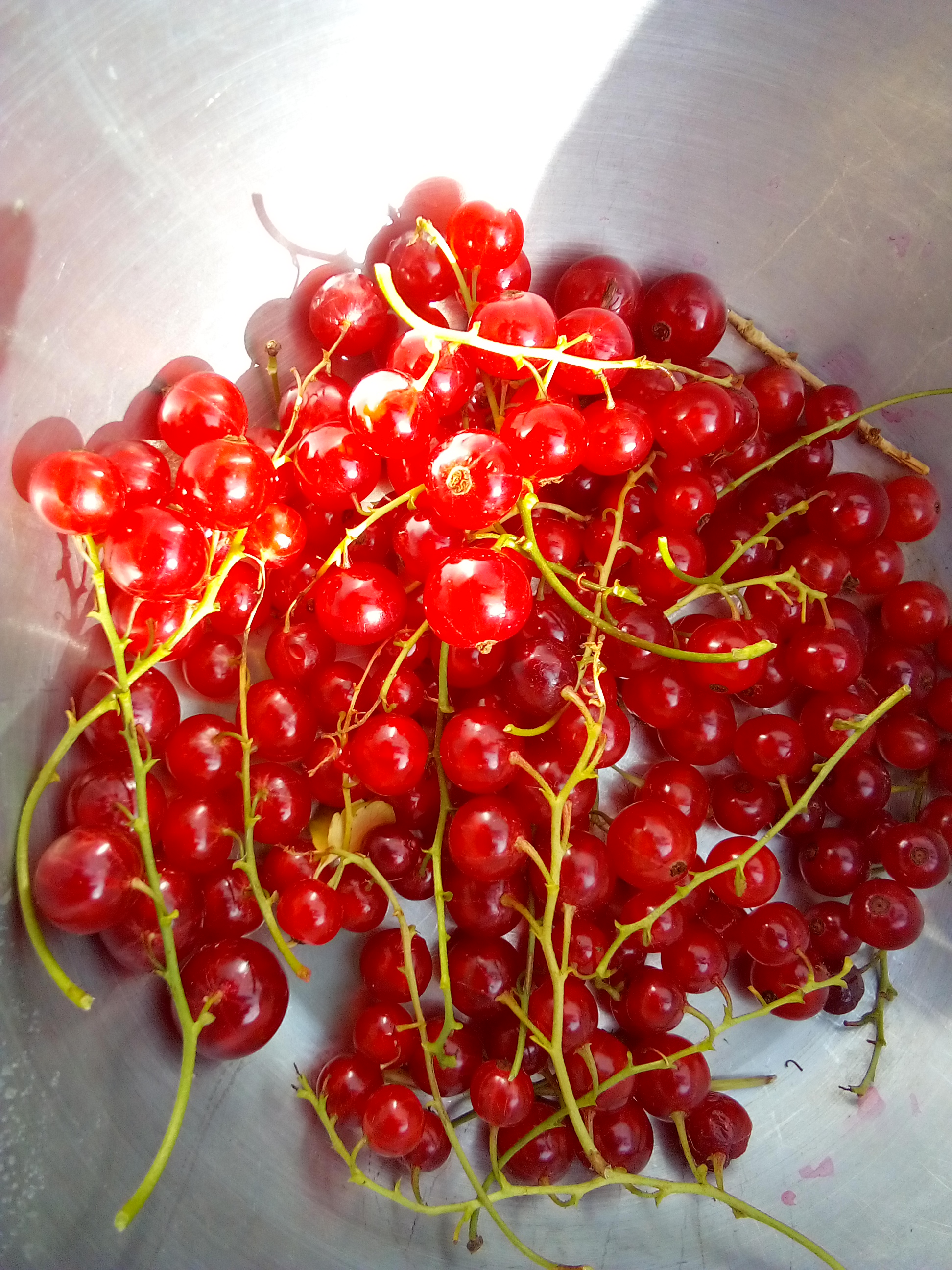 Red currants picked fresh on a rustic homestead table.