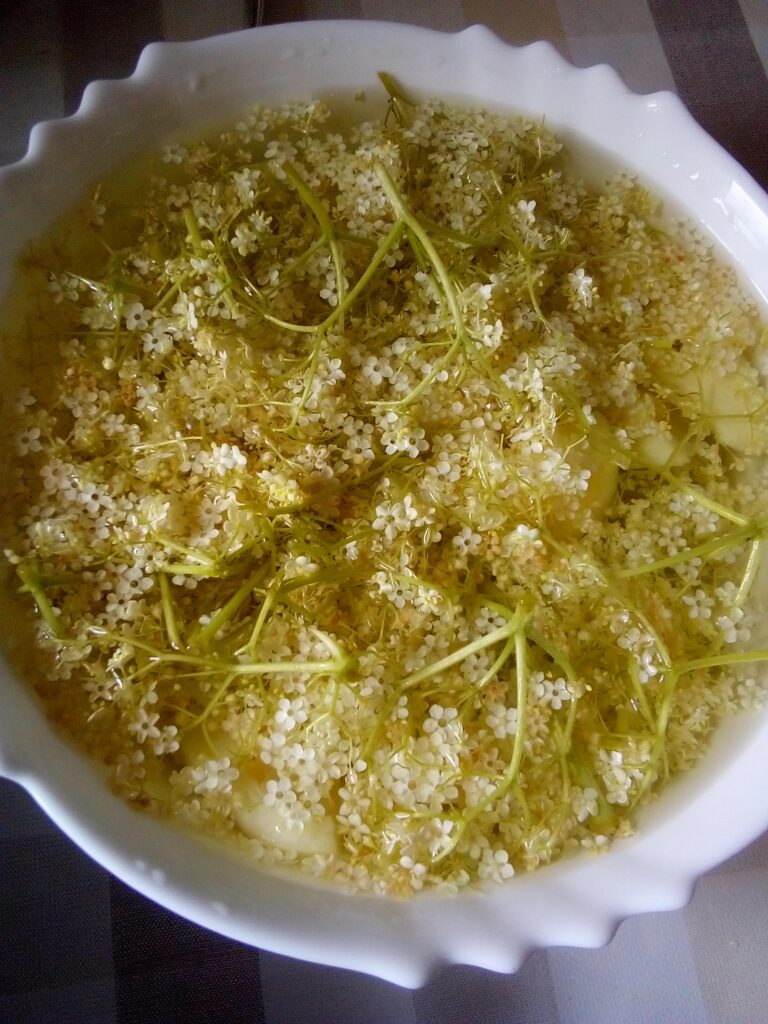 Homemade elderflower syrup in glass bottles with fresh blossoms and lemons