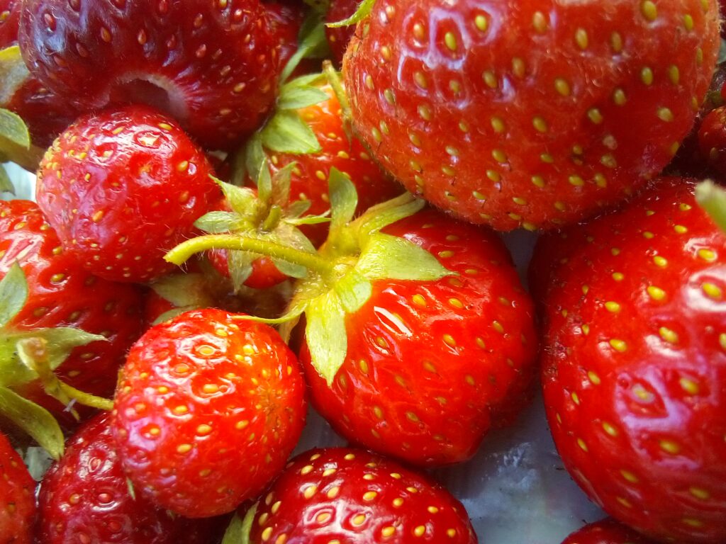Fresh strawberries harvested from a homestead garden in summer, ready to eat or preserve