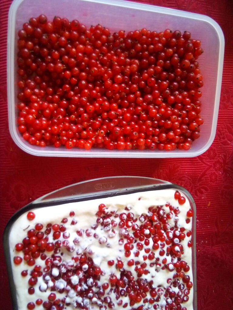 Family enjoying red currant cheesecake outdoors.