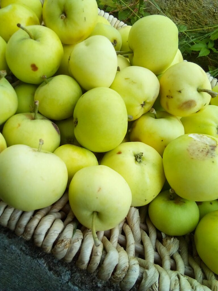 Glass jar of apple cider vinegar fermenting in a dark kitchen corner