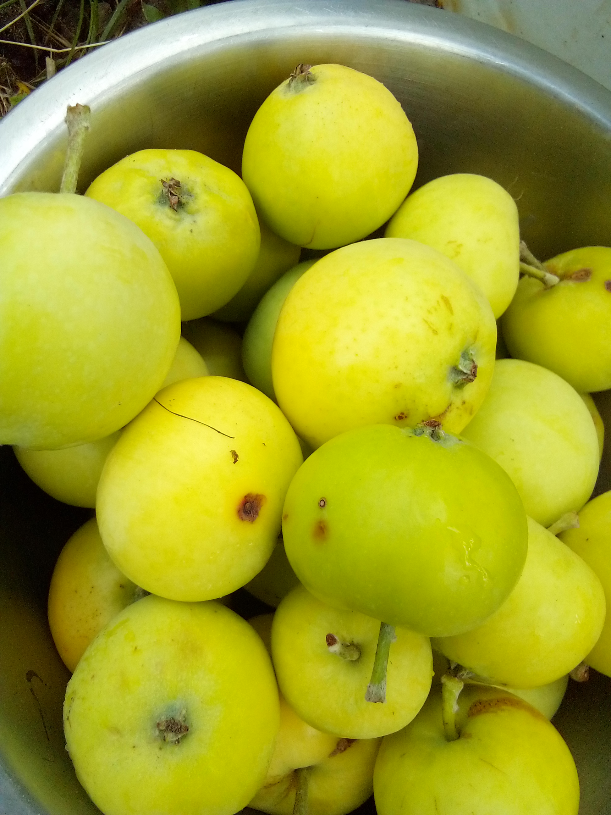 Chopped apples prepared for homemade apple cider vinegar fermentation