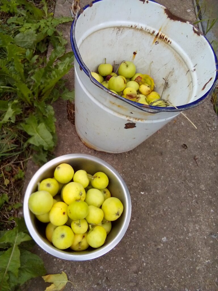 Washing apples thoroughly before making apple cider vinegar at home
