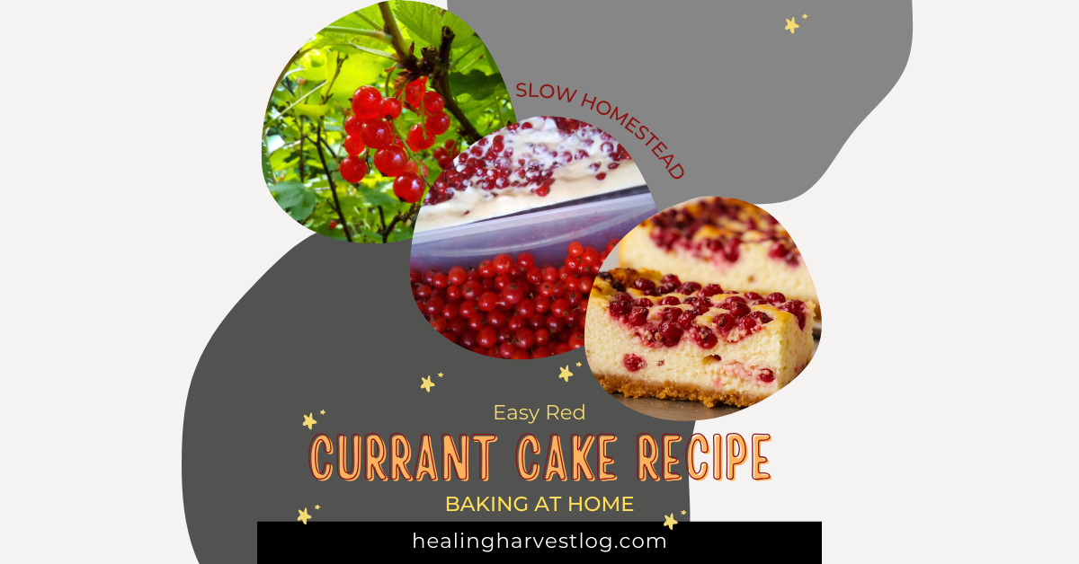 Homemade red currant cheesecake with a golden crust and creamy filling, topped with fresh currants – an easy homestead dessert recipe from the garden harvest.