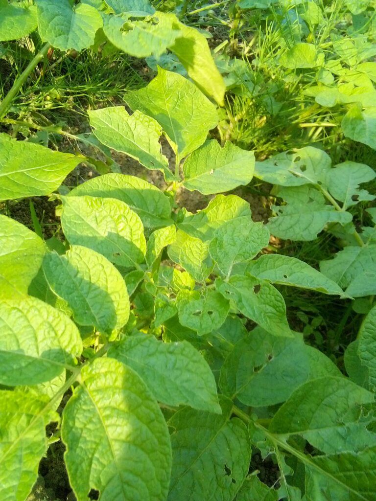 Potato plant growing in a homestead garden – simple gardening for self-sufficiency and slow living.